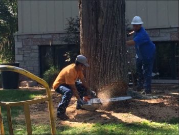 Cincinnati Tree Removal